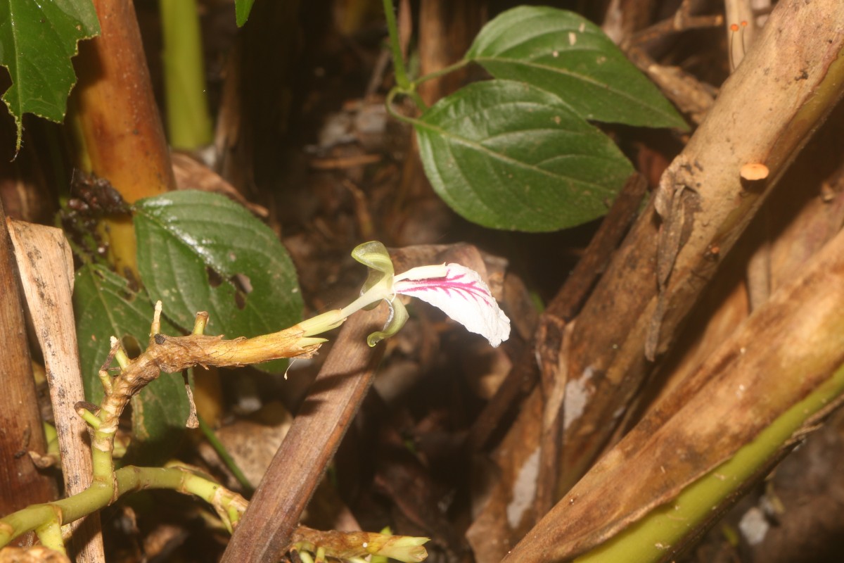 Elettaria cardamomum (L.) Maton